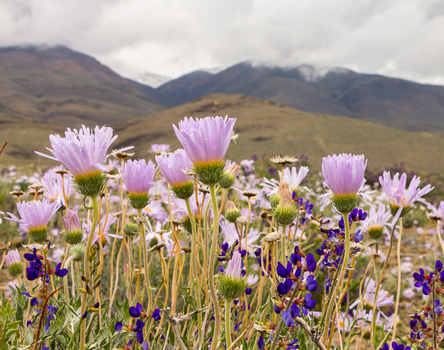 Eastern Sierra Wildflowers