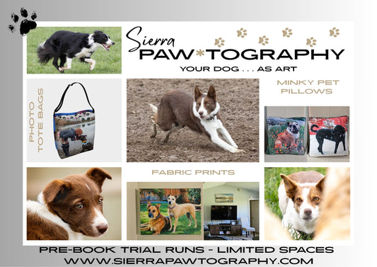 Pet Photography - Agility